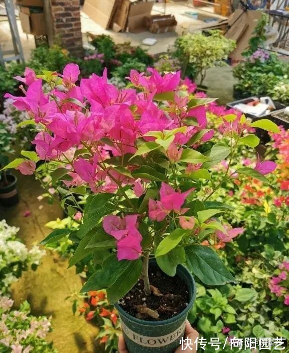 8种花,想要养得好,必须用大盆种,大水大肥养,开花才能多