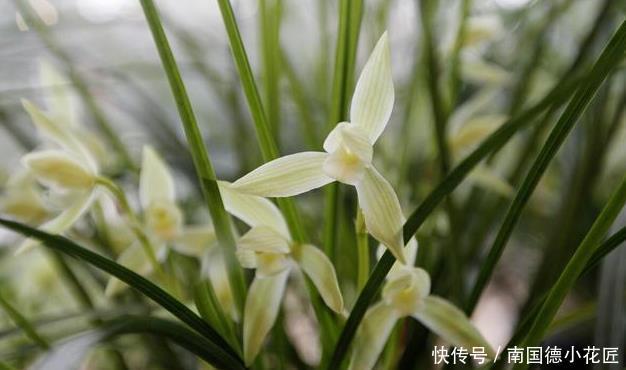 惹人爱|兰花养护全知道,一年四季绿油油,姿态优美惹人爱