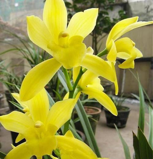  四溢|花色最“高贵”的兰花，也曾多次获奖，芳香四溢，气质优雅还好养