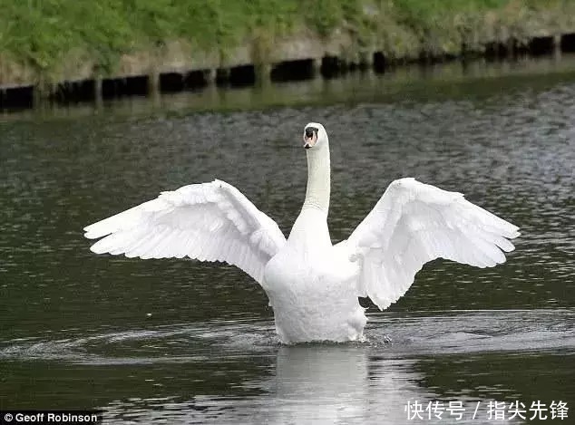 剑桥|剑桥“水怪”!揍人打狗未逢敌手?这么嚣张居然是女王给ta撑腰