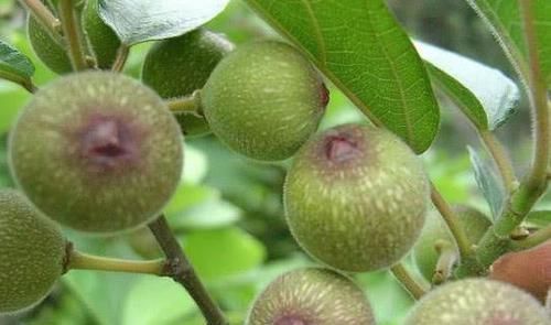 乳房|乳腺增生遇见“对手”了,女人经常喝一杯,疏通乳腺、远离增生