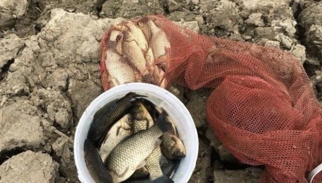 渔具|渔具店碰到这饵我从不放过,好用还便宜,简单加工后,板鲫特爱吃