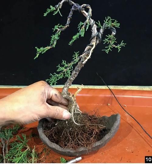 风动式的真柏盆景婀娜多姿，撩得我手定要上手一试！