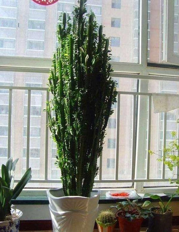 盆栽|夏季盆栽管理镇宅龙骨,不想踩雷该怎么办注意3方面就够了