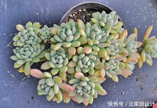 值得|3种香香多肉,好养颜值高,易爆崽长成群生小老桩,值得拥有!