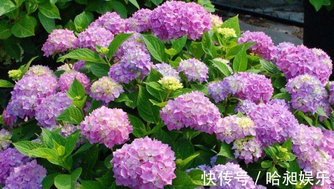 养绣球烂叶,教你小妙招,开花爆盆很简单!