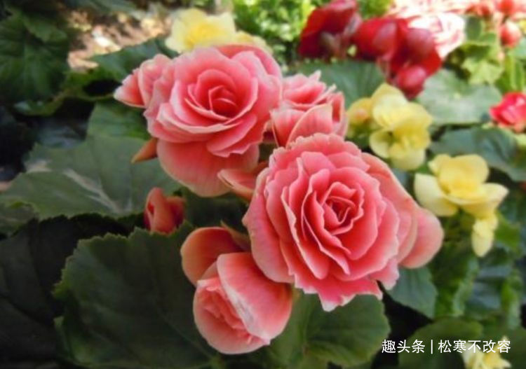 浇水|养花就养几种花，家里养一盆，花期长达200天，阳台养出小花园