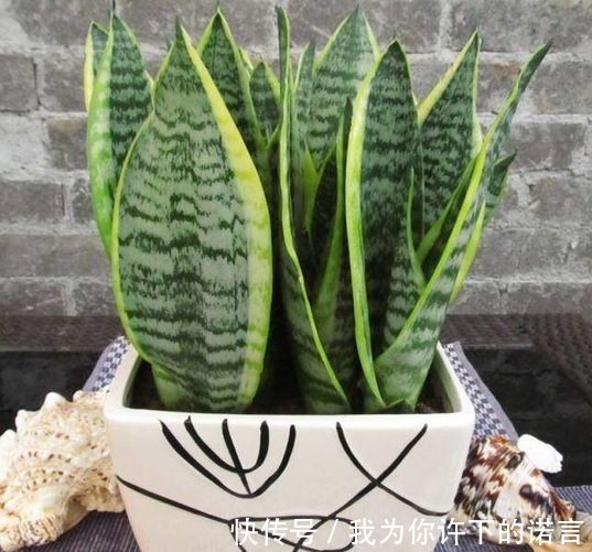 勤快的人，这5种花还是不要养了！它们只适合懒人养，一养就活！