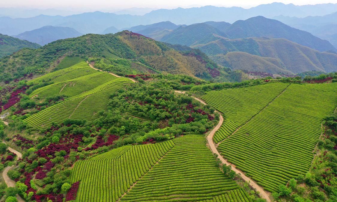 宁波红枫欣赏地，大俞、北溪、唐田，红枫绚烂