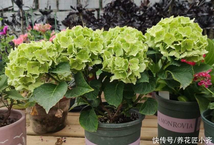 恢复|立夏以后养着这5种花，天热不能缺水，否则容易出问题，很难恢复