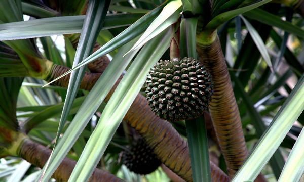 露兜树|南方这种水果,酷似菠萝,味甜多汁,营养价值高,少有人吃过