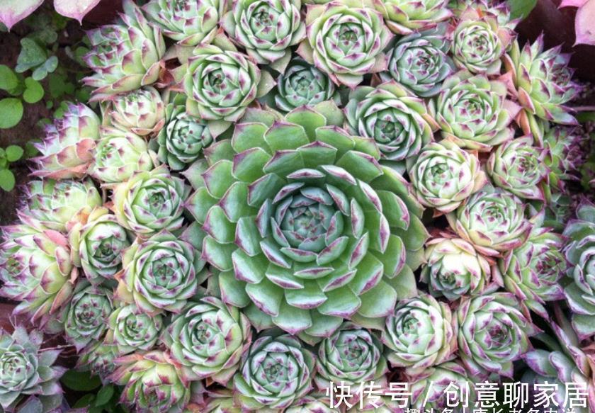 主头|多肉观音莲分不分公母？我养的观音莲一直不爆崽，很怀疑它的性别