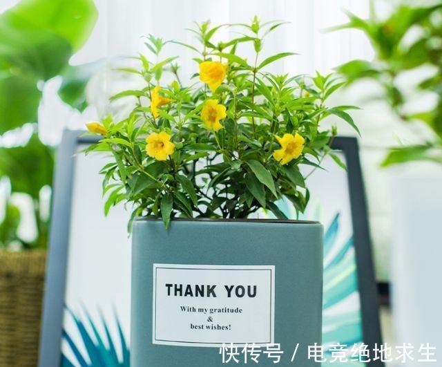 农历十一月大雪过后,养什么花?家里养3种花,身体康健福乐绵绵