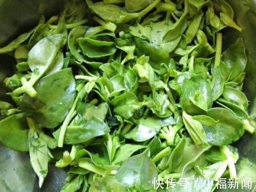 实不相瞒|实不相瞒比消炎药还管用的4种野菜是它们，小炎症不用跑医院了