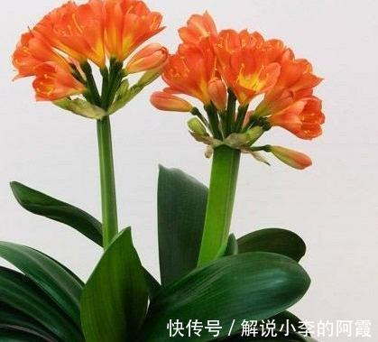 都说君子兰养活容易,养好很难,其实关键在这一步