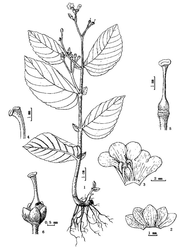 灭绝|消失超100年，竹生羊奶子和异叶苣苔被重新发现，云南蒙自真神奇