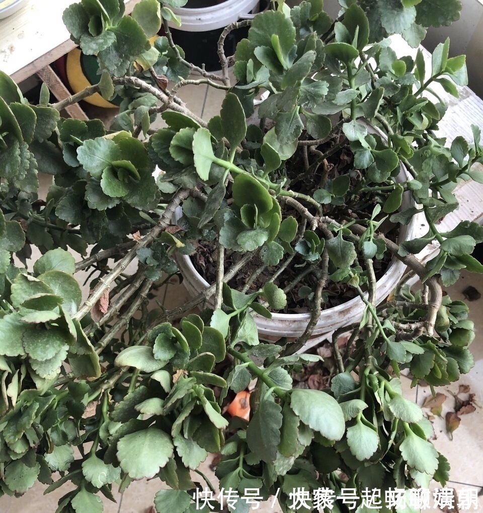 花卉|3个养花“小技巧”,越早知道越好!养花百分百成活,1分钟学会