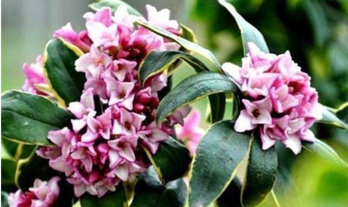 茉莉花|正月过后,有钱人都养5种花,不仅名字好听,花也漂亮