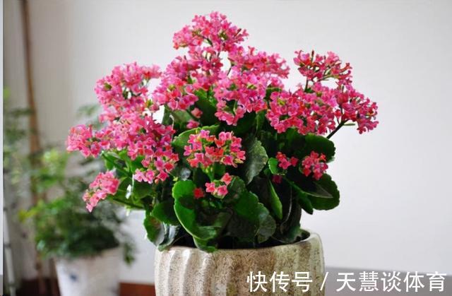 天气冷,六种花要“干养”,少水多晒才健壮,养成老桩更旺家