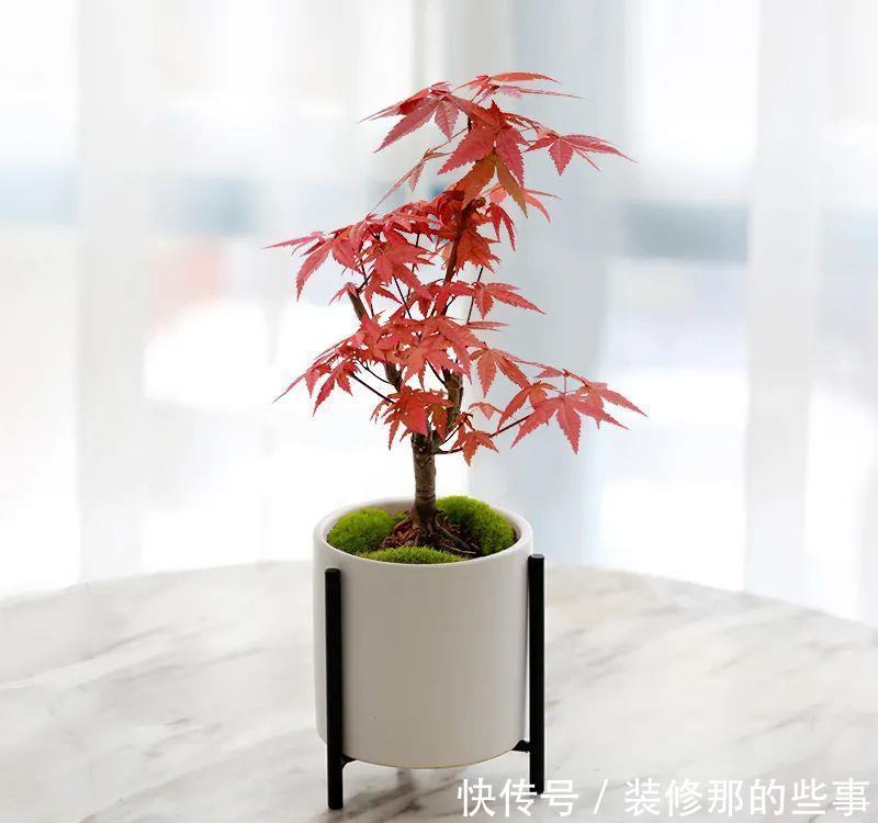 无限|错落有致叶红鲜艳红颜枫,红枫端庄秀美魅力无限,风雅别致相映红