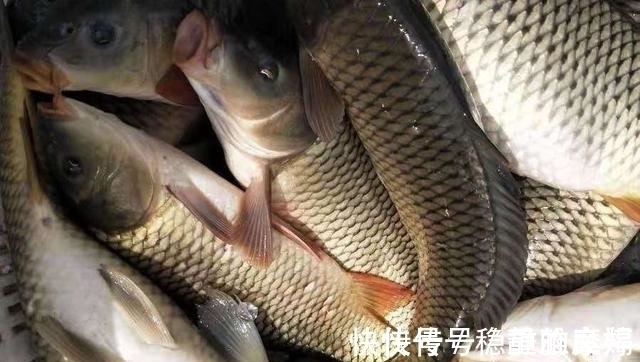 据说这钓法专攻“大鲤鱼”,每次抛竿入水都有口,连鲫鱼都不想钓