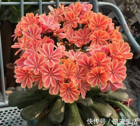 打理|适合养在客厅的植物,好养易打理,新手也能养很好