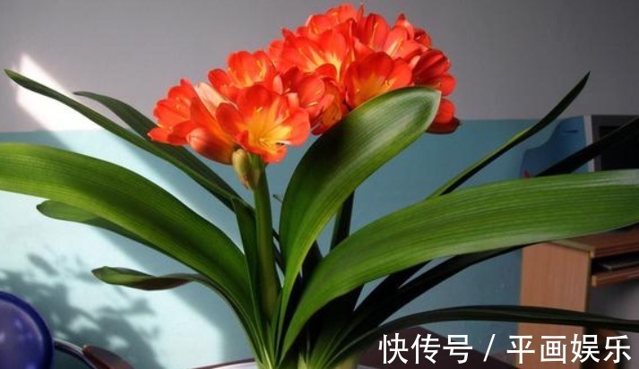 肥厚|养君子兰长太慢浇水用一点“它”,叶子油绿肥厚,芽也多