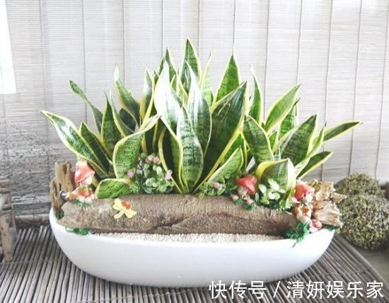 甲醛|别被卖花的忽悠了！有7种绿植才能去甲醛，放心入住新家