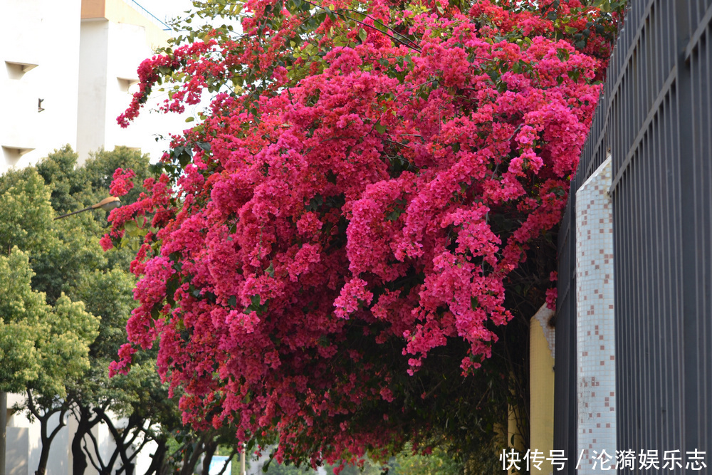 啤酒水|三角梅能开多少花一年只能开一次不，好好呵护它，总是开花