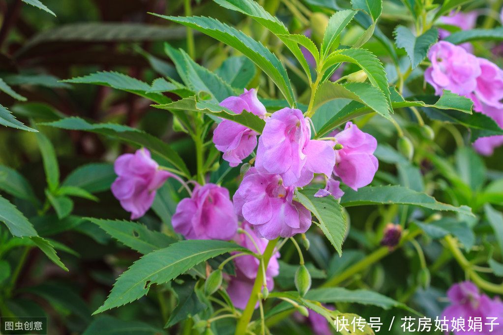 朋友的凤仙花美爆了,其实方法很简单,试着自己养一盆吧