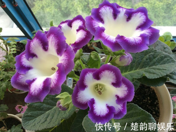 大丽花|秋天养菊花，就养盆“名贵菊花”，花开“乐天红”，美艳动人！