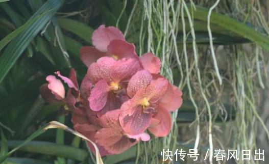 养兰人|前人传下来的养兰“8字经”,是对养好兰花的经验和总结,赶紧学