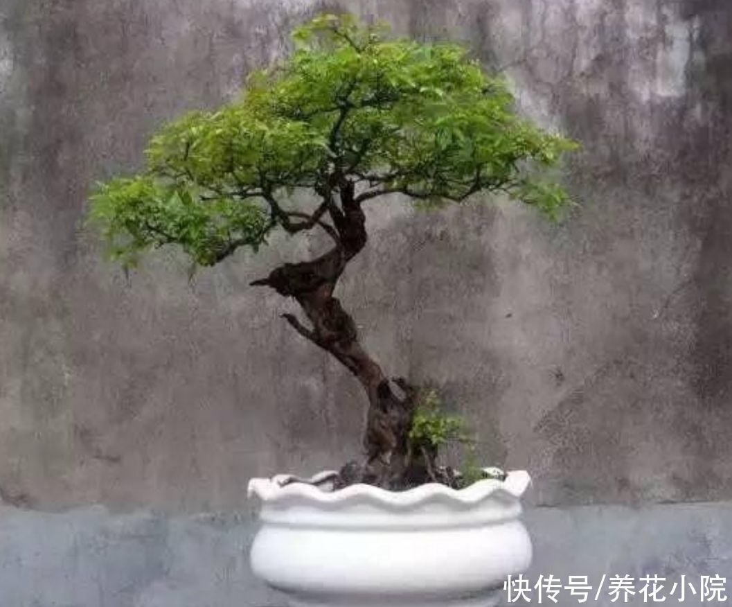 栽植|野外2种“疙瘩树”，苍劲古朴，枝叶清秀，适合做盆景