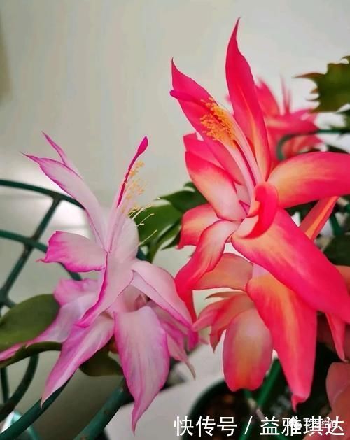 三角梅,蟹爪兰开花少,教你一个“土方法”,轻松爆花!