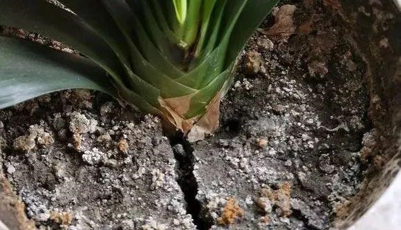 有机肥|花土硬得像石头,烂根又黄叶,灌点它很快变松软,不用换土!