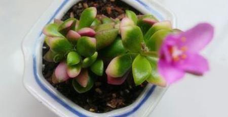 多肉春梦殿锦，怕雨淋怕浇浅水避免暴晒，护理得当就爆盆