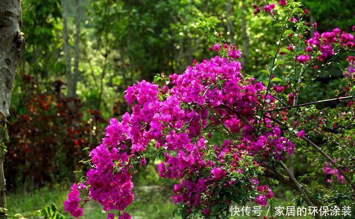  植株|三角梅开花不整虚的，只要你用对方法，北方也能满枝头花苞