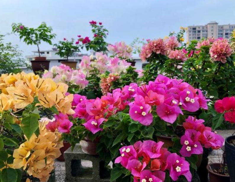 三角梅养不开花掌握促花小技巧,一年开多次,次次都爆盆