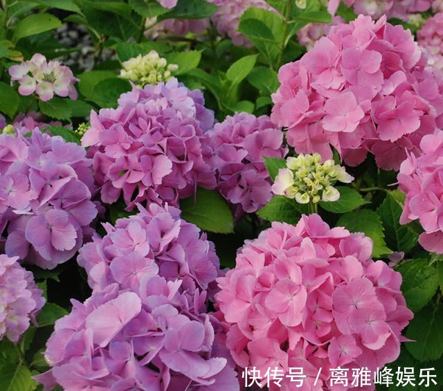 荷花|喜欢养花,不如养盆荷花,赏心悦目,淡雅别致