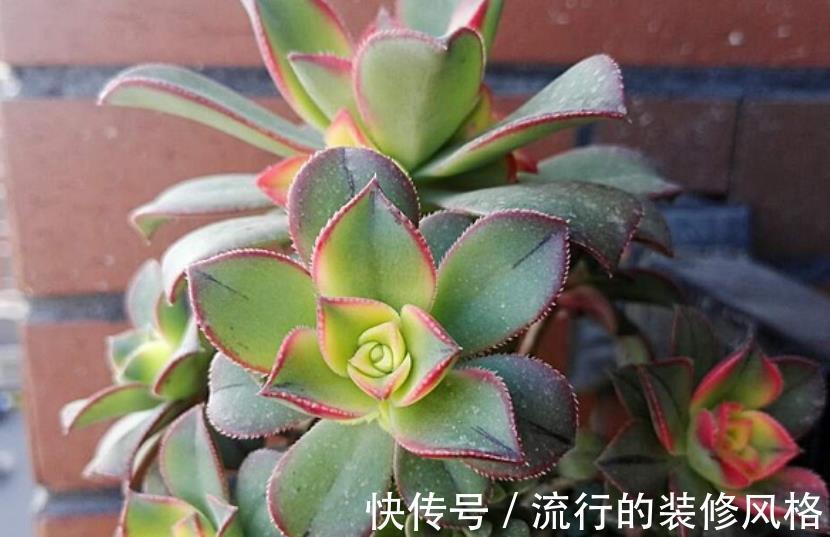 修剪|多肉艳日辉,看着不起眼,但做好这些却能轻松养成老桩