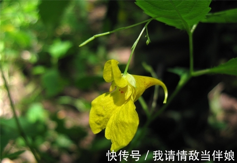 刘教授|张家界现形如龙虾的花，已在地球生存上亿年，当地农民用它来喂猪