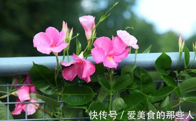 飘香藤长得像棵草,每次只开一朵花,狠心剪一剪是关键,别不舍得