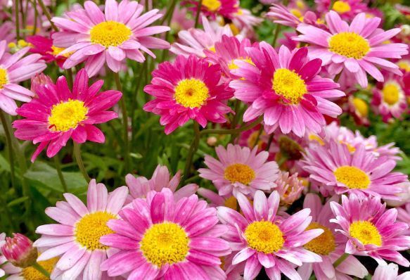 此款花卉,好养易爆盆,寓意好作用多,空气清新又旺财,很实用!