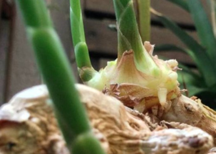 家中的油桶别扔了,里面丢一块姜,浇点水给点肥,一年收获一大盆