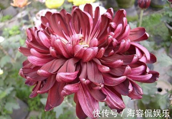 菊花|喜欢菊花，不如养盆优良玫瑰“卡罗拉”，花开红如焰火，绚丽典雅