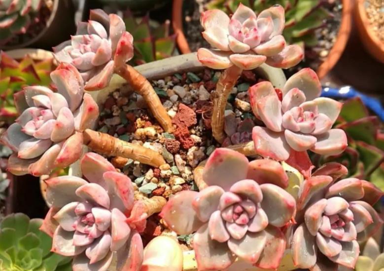 红粉佳人|养不好多肉,试试养一株红粉佳人,叶片粉嫩养成小老桩,适合新手