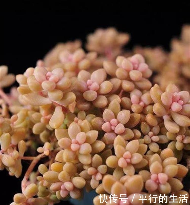 最难养死的10种多肉,谁能养死我服谁!