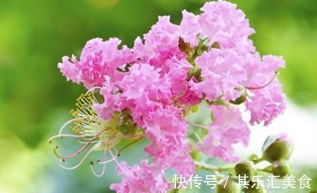 绣球花|农历十一月大雪过后,养什么花?家里养3种花,福气东来福气绵绵