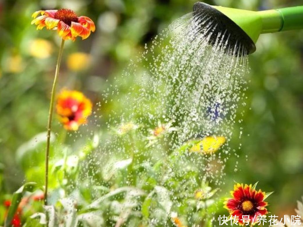黄叶|夏天养花，一定别乱浇水，不然容易烂根黄叶