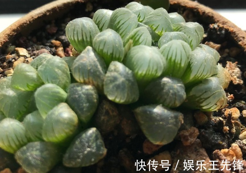 徒长|多肉玉露徒长叶子松散？多注意这4点，株型紧凑更具美感